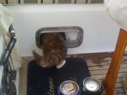 Disappearing through the new cat flap 